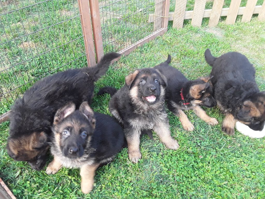 Naissance des chiots